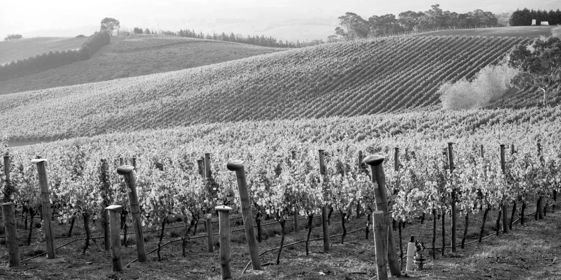 Vineyards in the Adelaide Hills